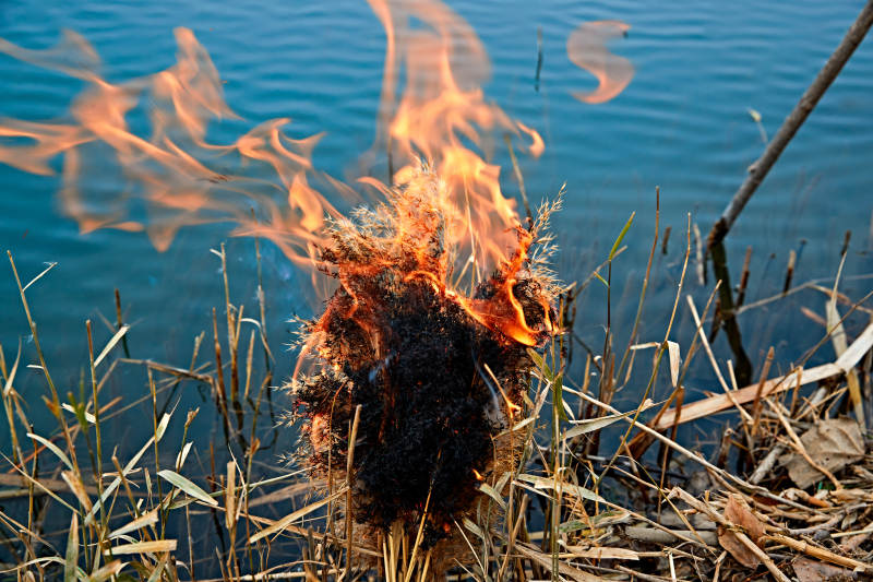 深秋湖边芦苇上燃烧的野火图片
