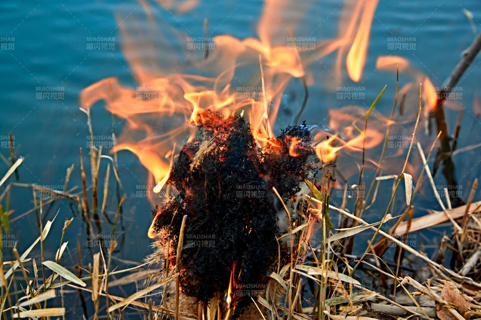 深秋湖边芦苇上燃烧的野火图片