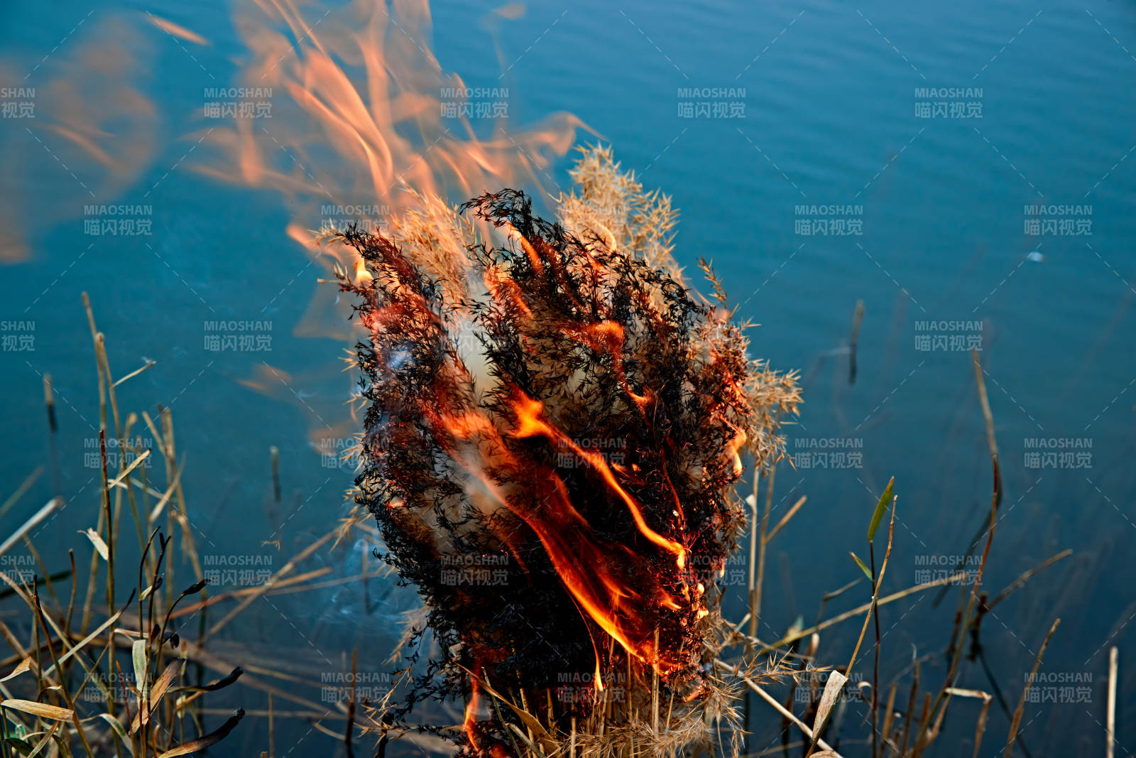 深秋湖边芦苇上燃烧的野火图片