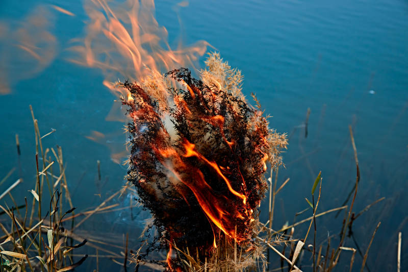 深秋湖边芦苇上燃烧的野火图片