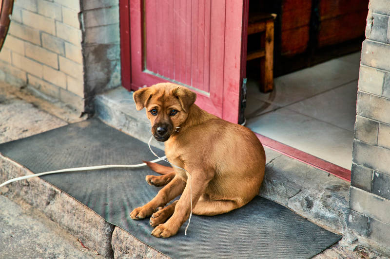 趴在店铺门外的中华田园犬小黄图片