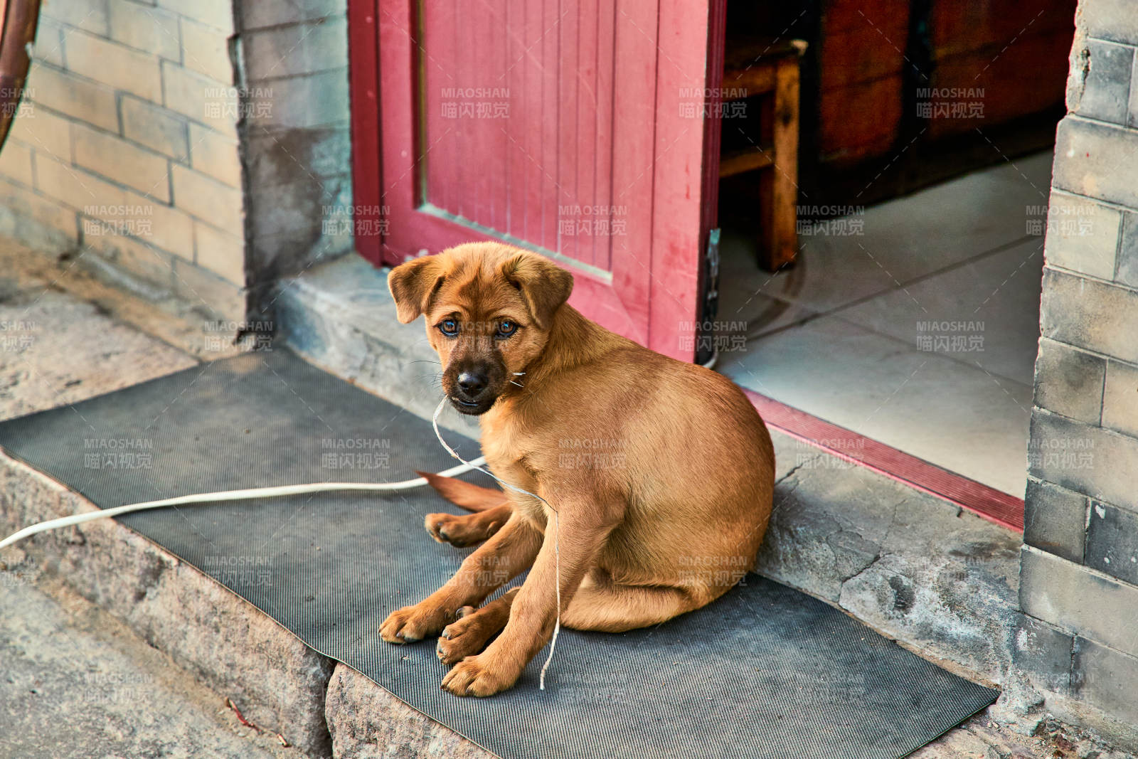 趴在店铺门外的中华田园犬小黄图片