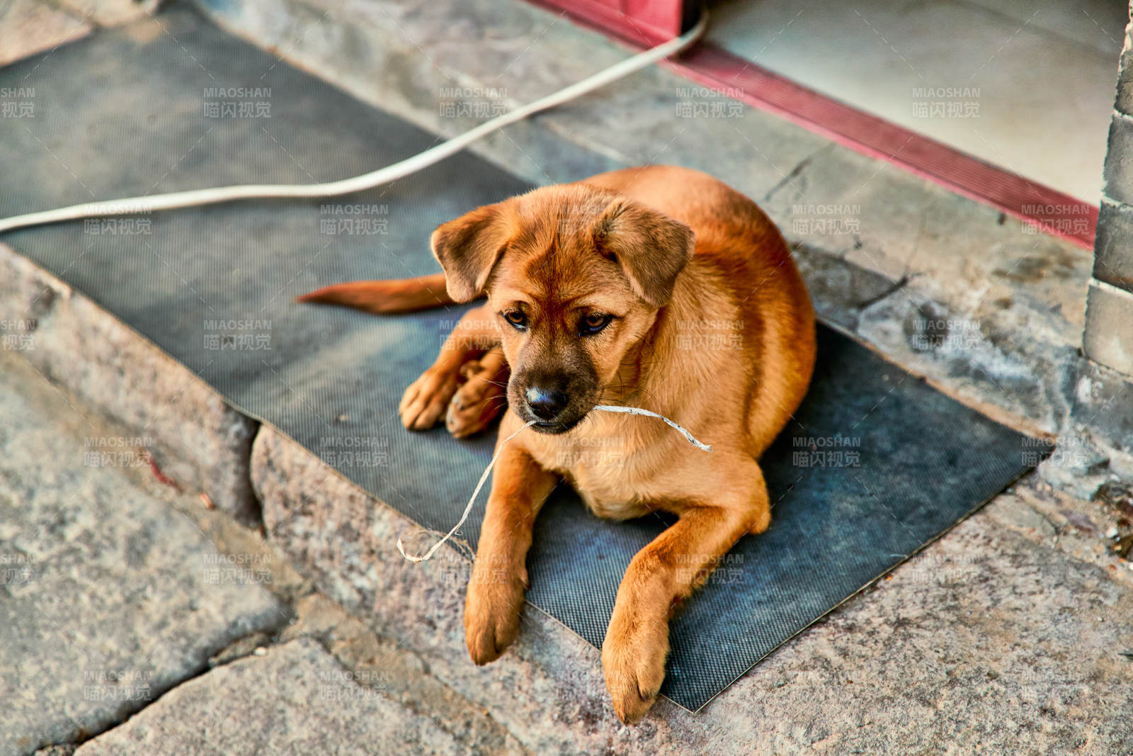 趴在店铺门外的中华田园犬小黄图片