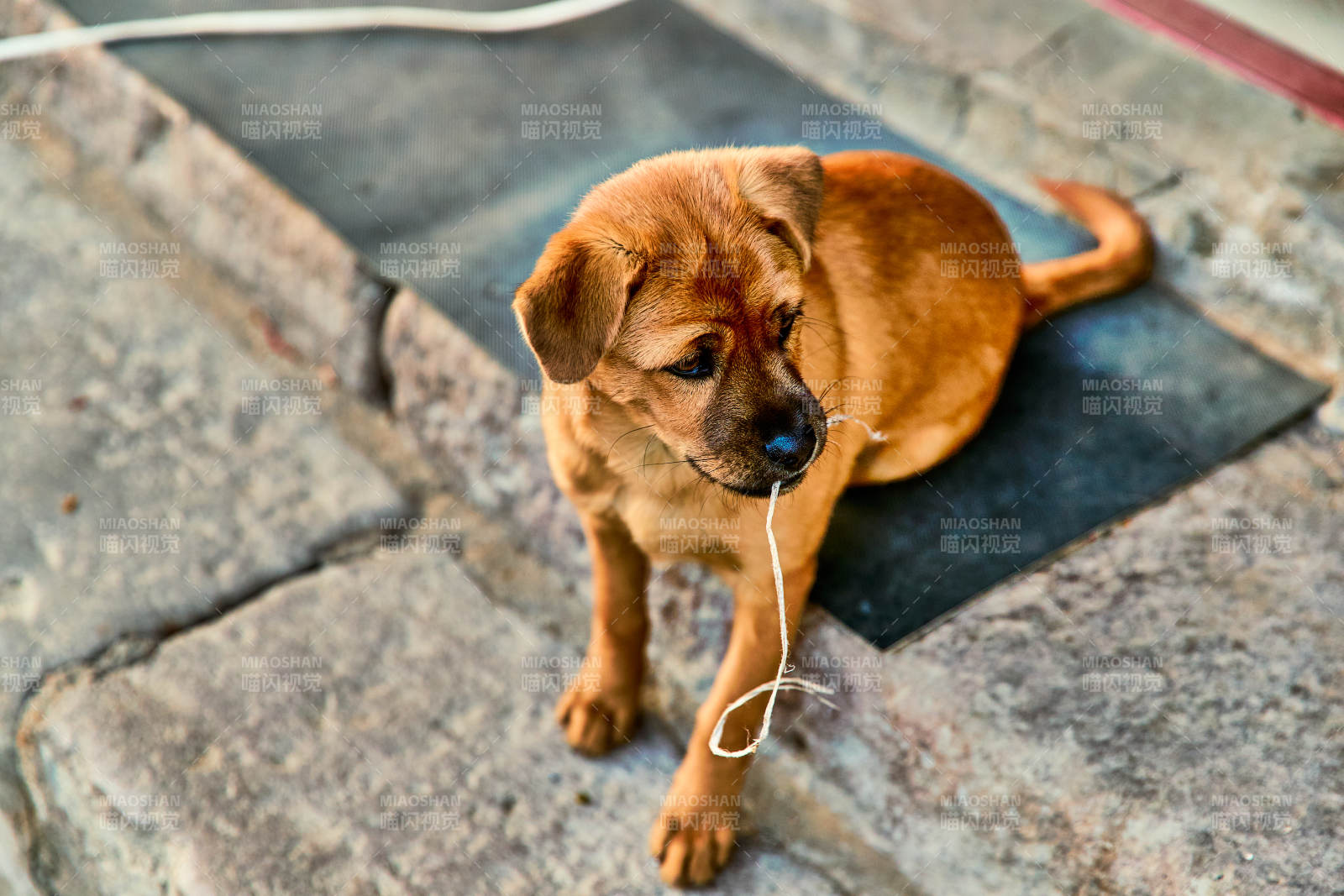 趴在店铺门外的中华田园犬小黄图片