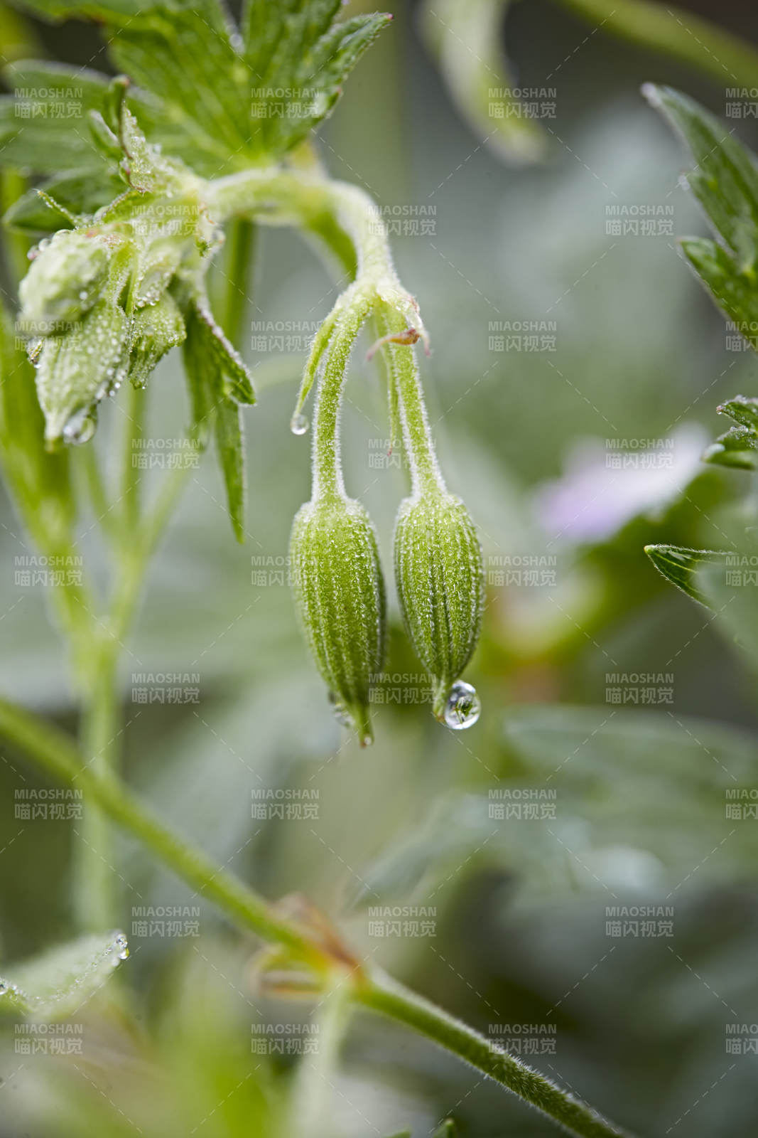 盛夏坝上草原绽放盛开的野花微距摄影图片
