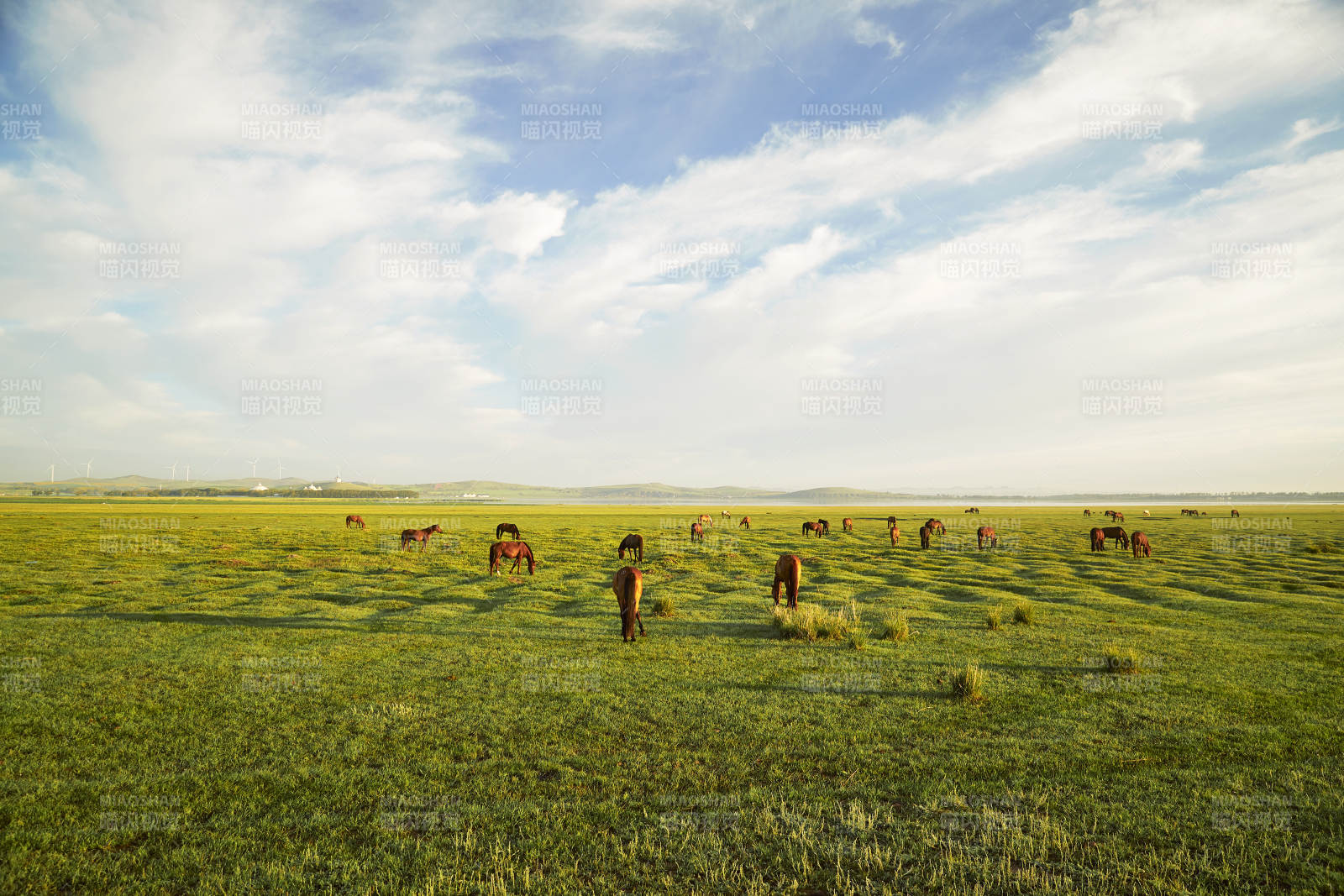 河北省沽源县库伦淖尔景区清晨的草原牧马图片