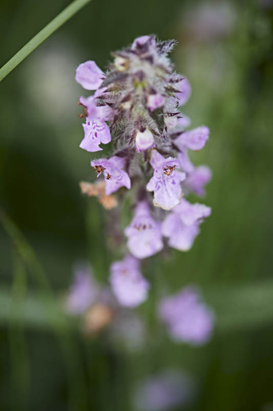 盛夏坝上草原绽放盛开的野花微距摄影图片