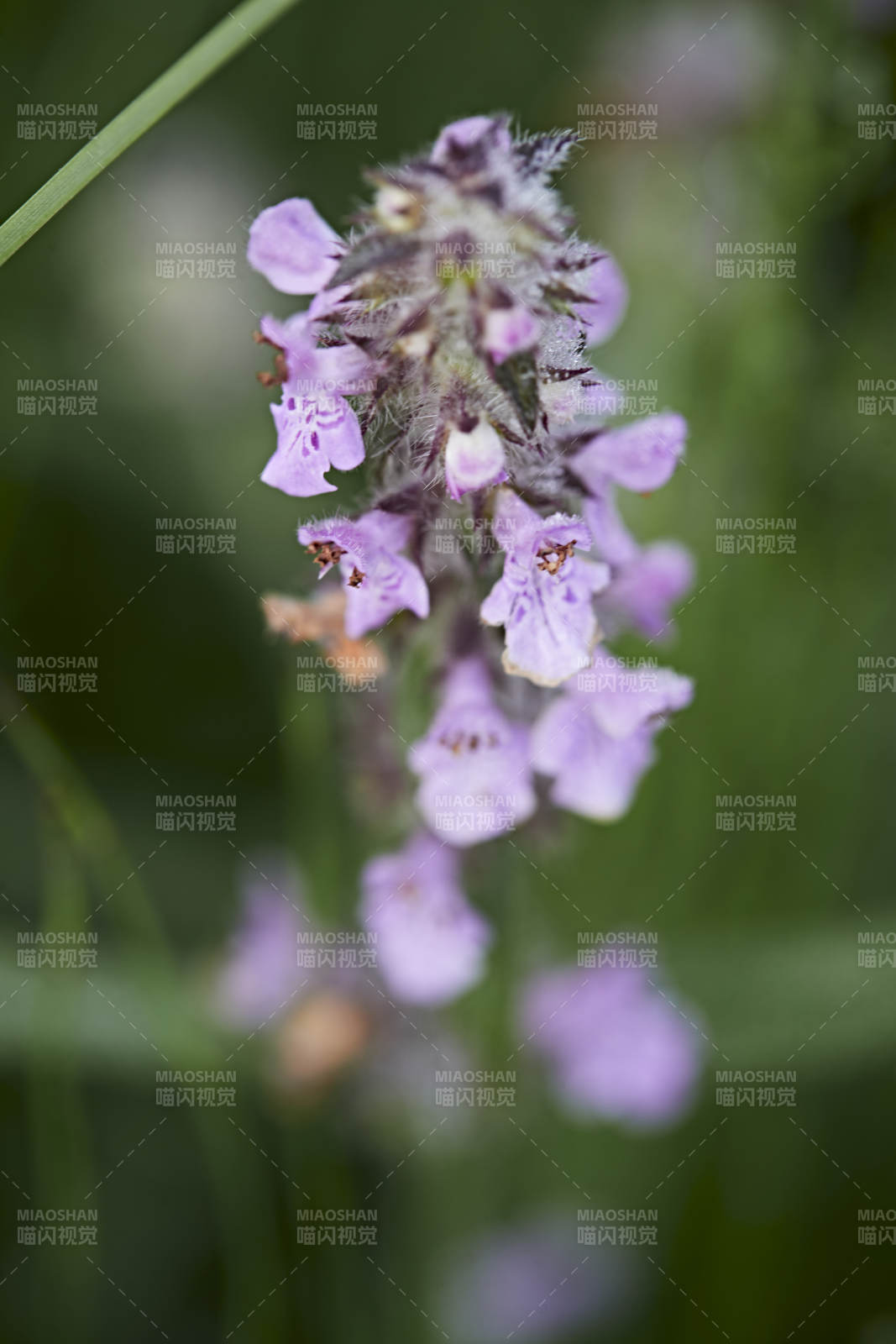 盛夏坝上草原绽放盛开的野花微距摄影图片