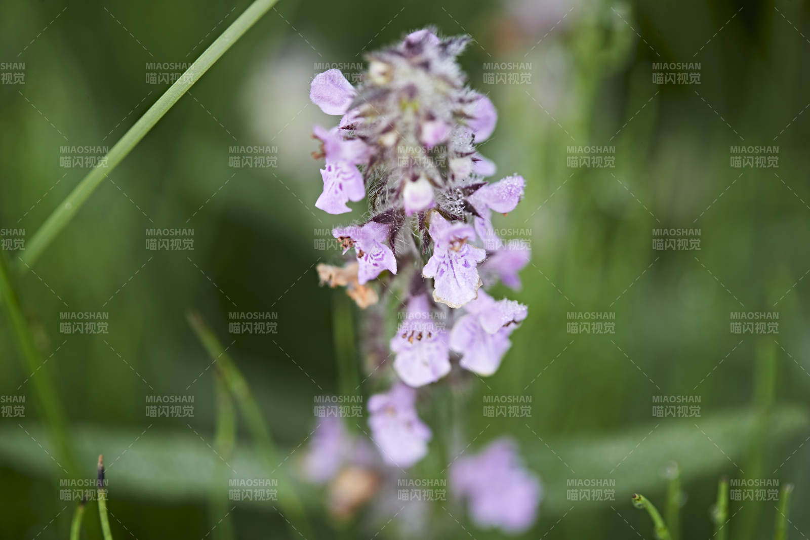 盛夏坝上草原绽放盛开的野花微距摄影图片