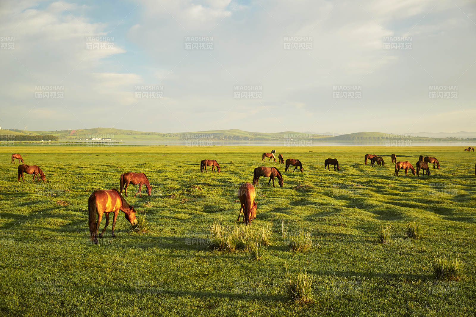 河北省沽源县库伦淖尔景区清晨的草原牧马图片