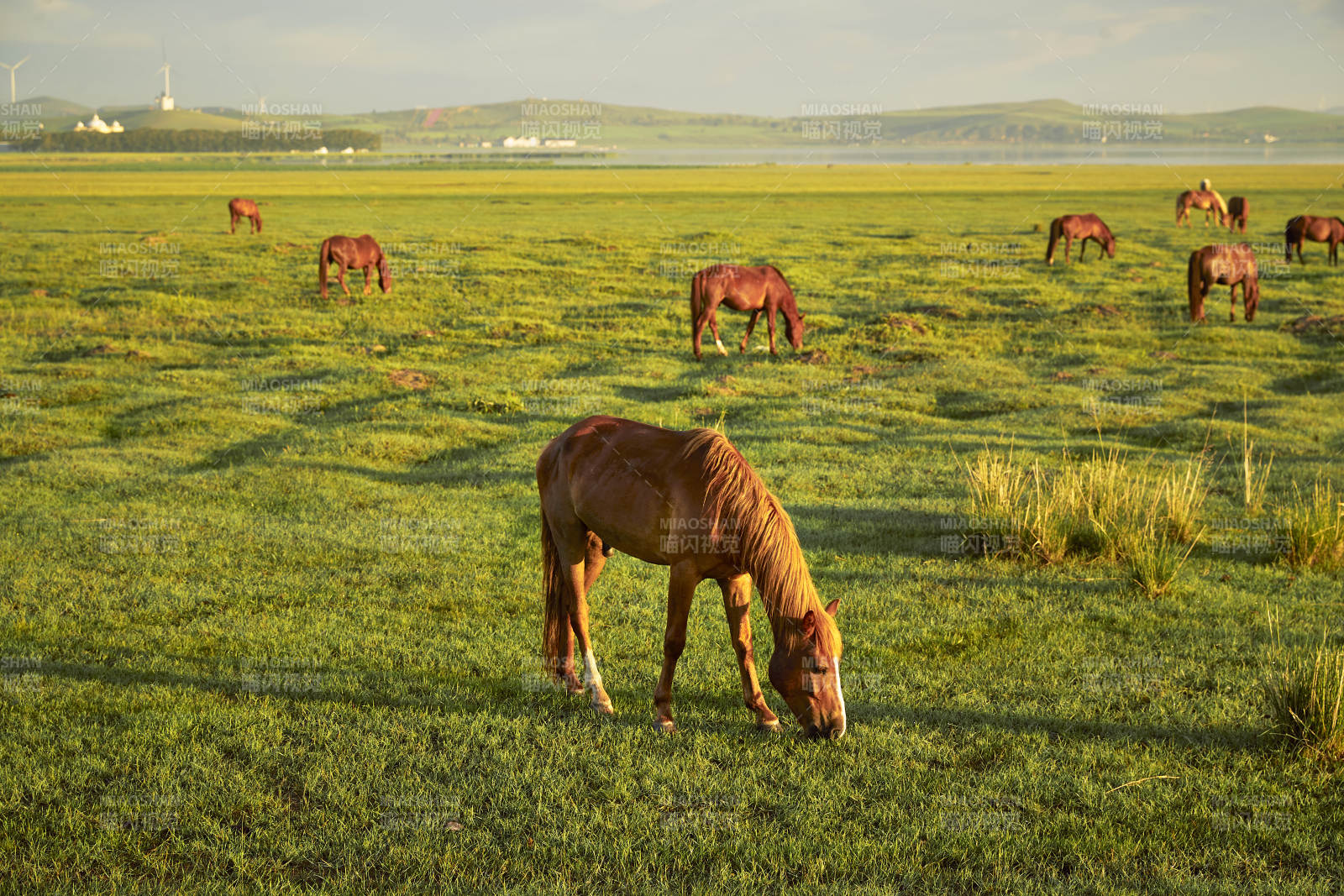 河北省沽源县库伦淖尔景区清晨的草原牧马图片