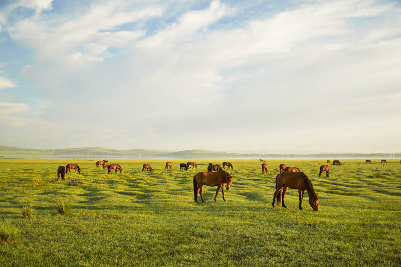 河北省沽源县库伦淖尔景区清晨的草原牧马图片