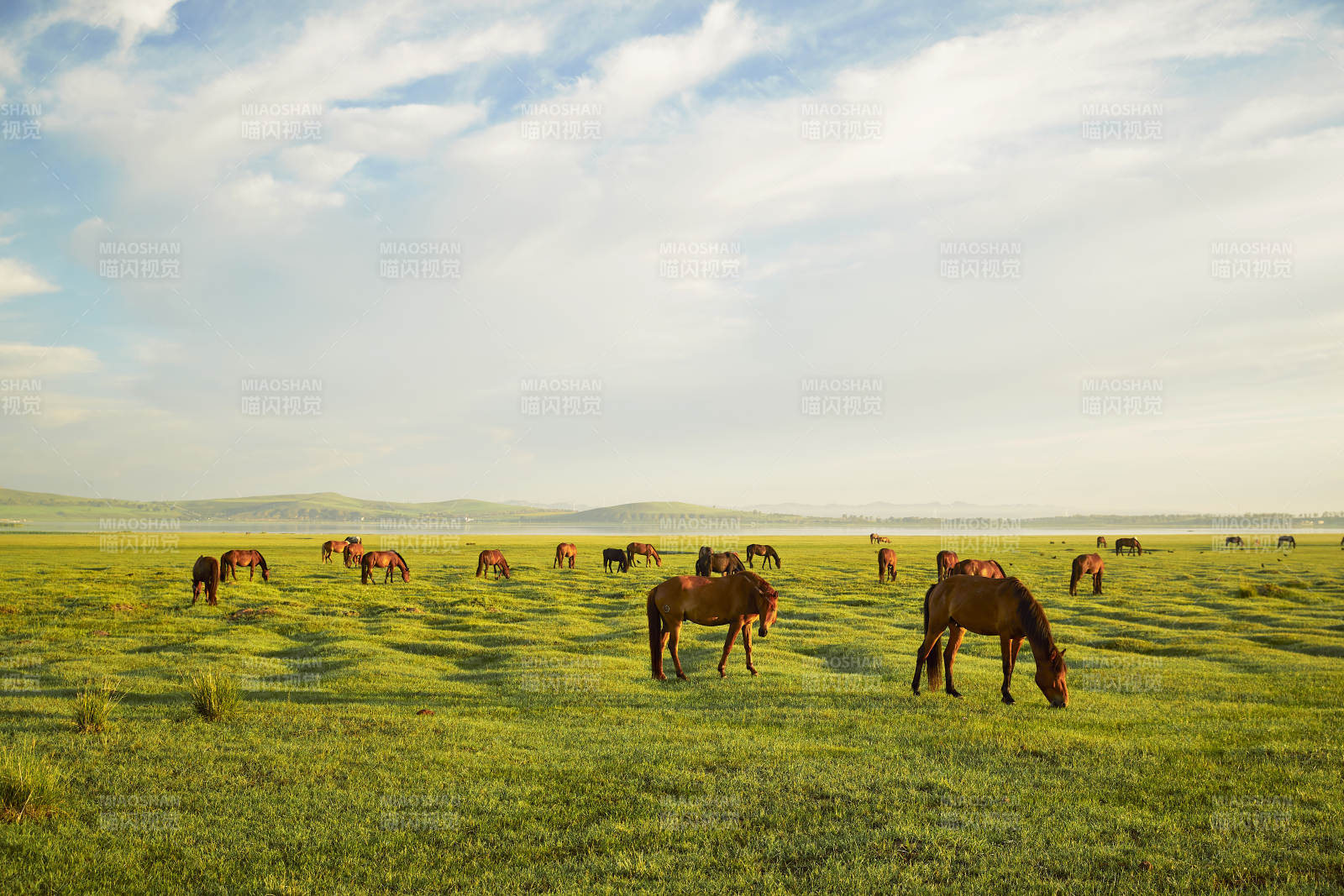 河北省沽源县库伦淖尔景区清晨的草原牧马图片