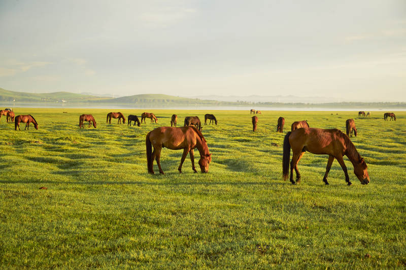 河北省沽源县库伦淖尔景区清晨的草原牧马图片
