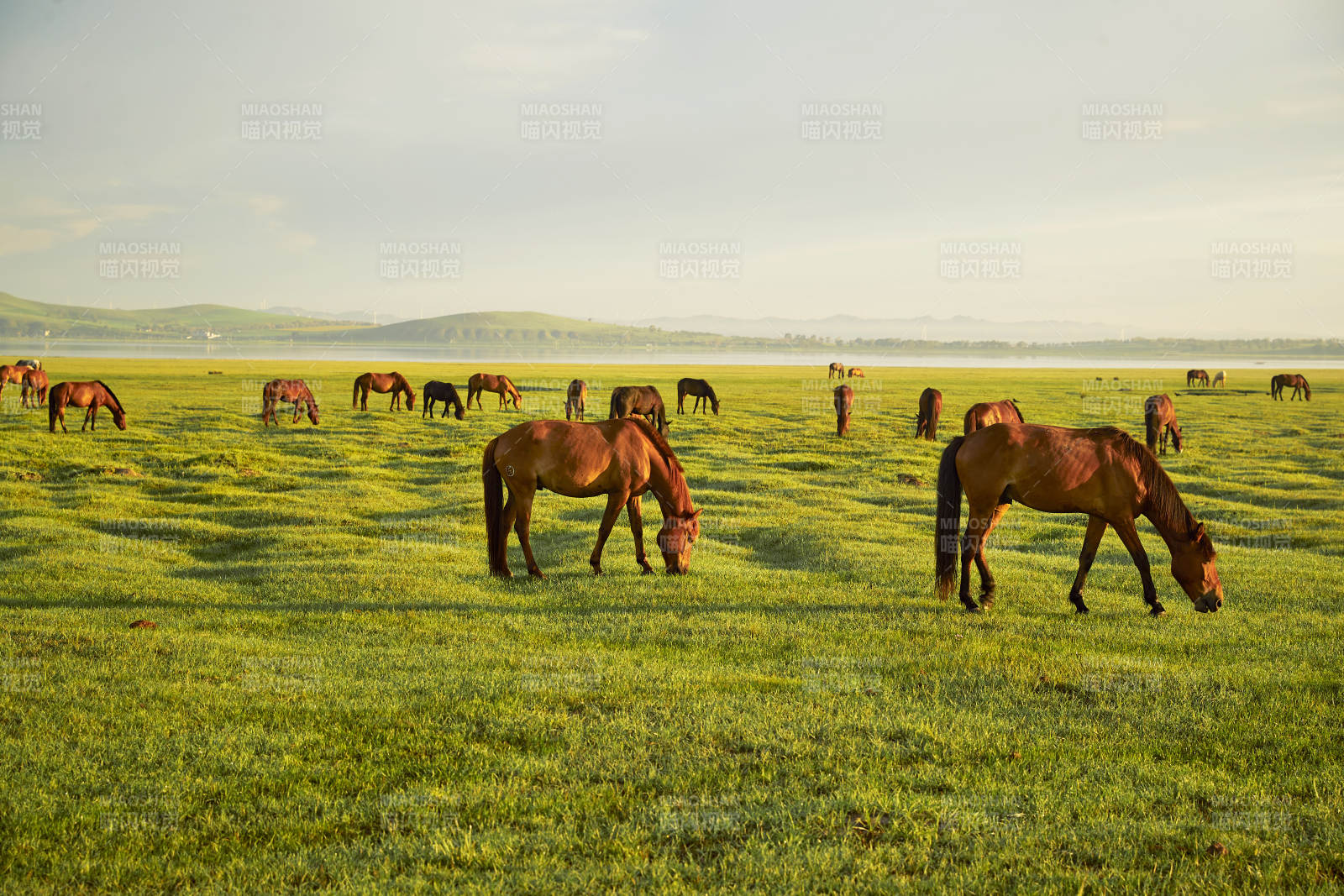 河北省沽源县库伦淖尔景区清晨的草原牧马图片