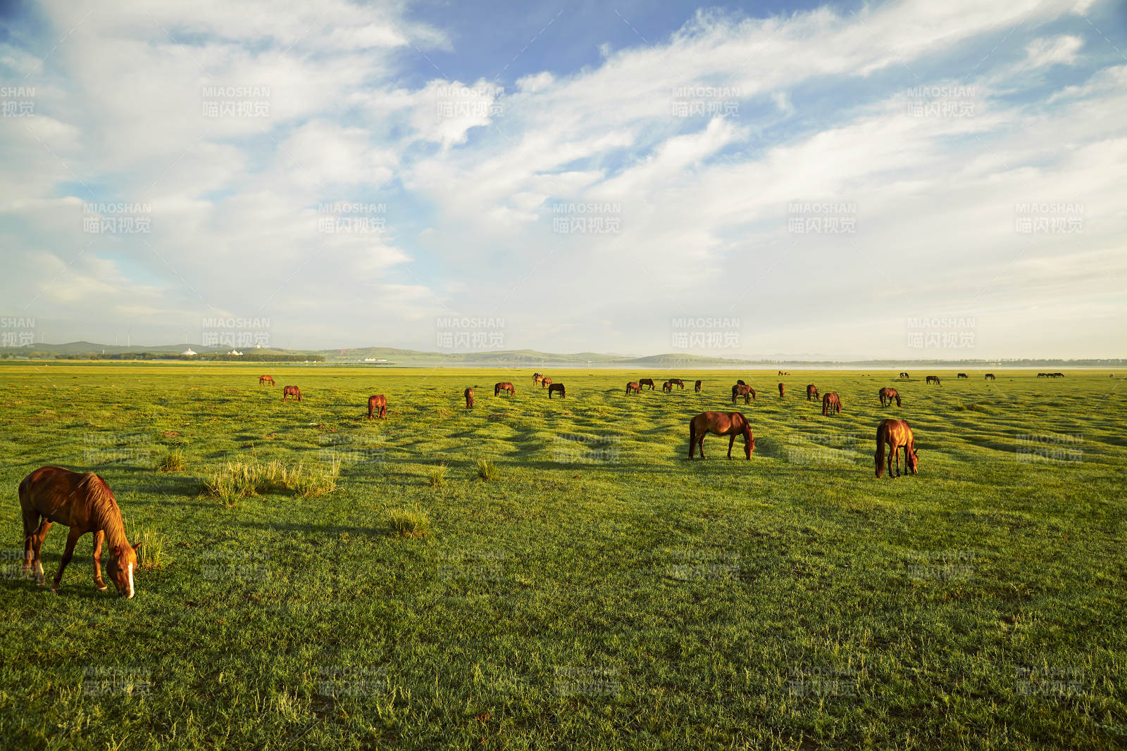 河北省沽源县库伦淖尔景区清晨的草原牧马图片