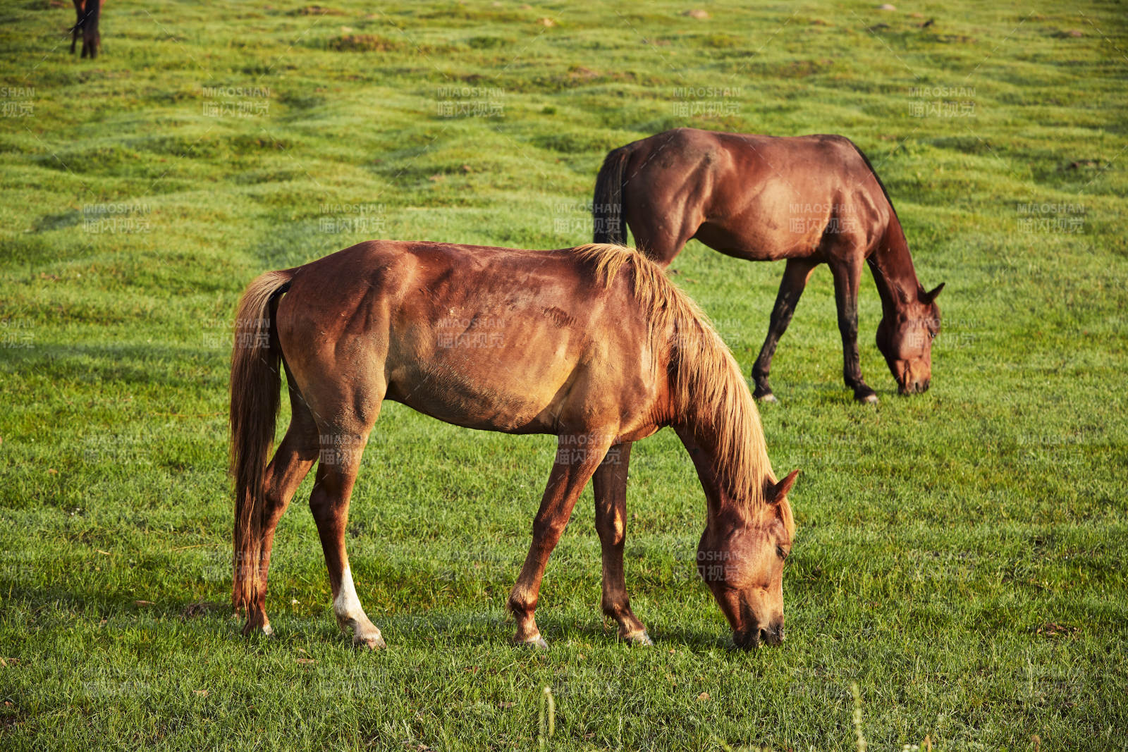 河北省沽源县库伦淖尔景区清晨的草原牧马图片