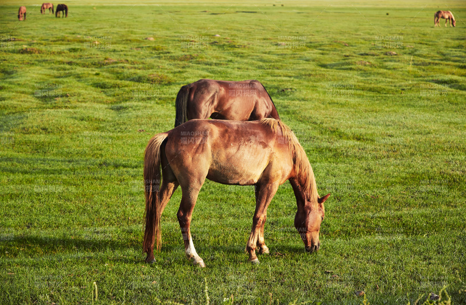 河北省沽源县库伦淖尔景区清晨的草原牧马图片