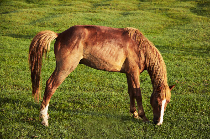 河北省沽源县库伦淖尔景区清晨的草原牧马图片