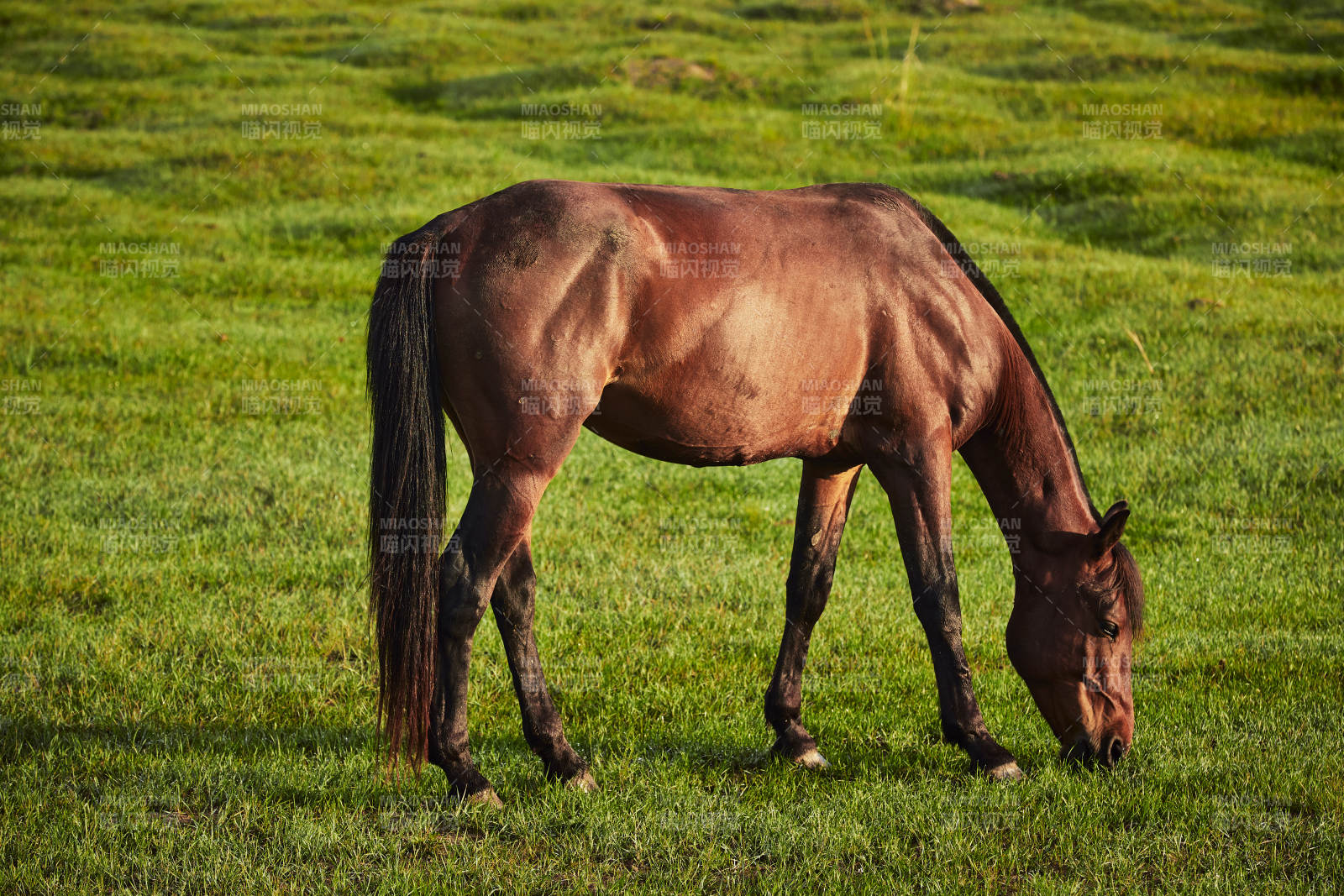 河北省沽源县库伦淖尔景区清晨的草原牧马图片