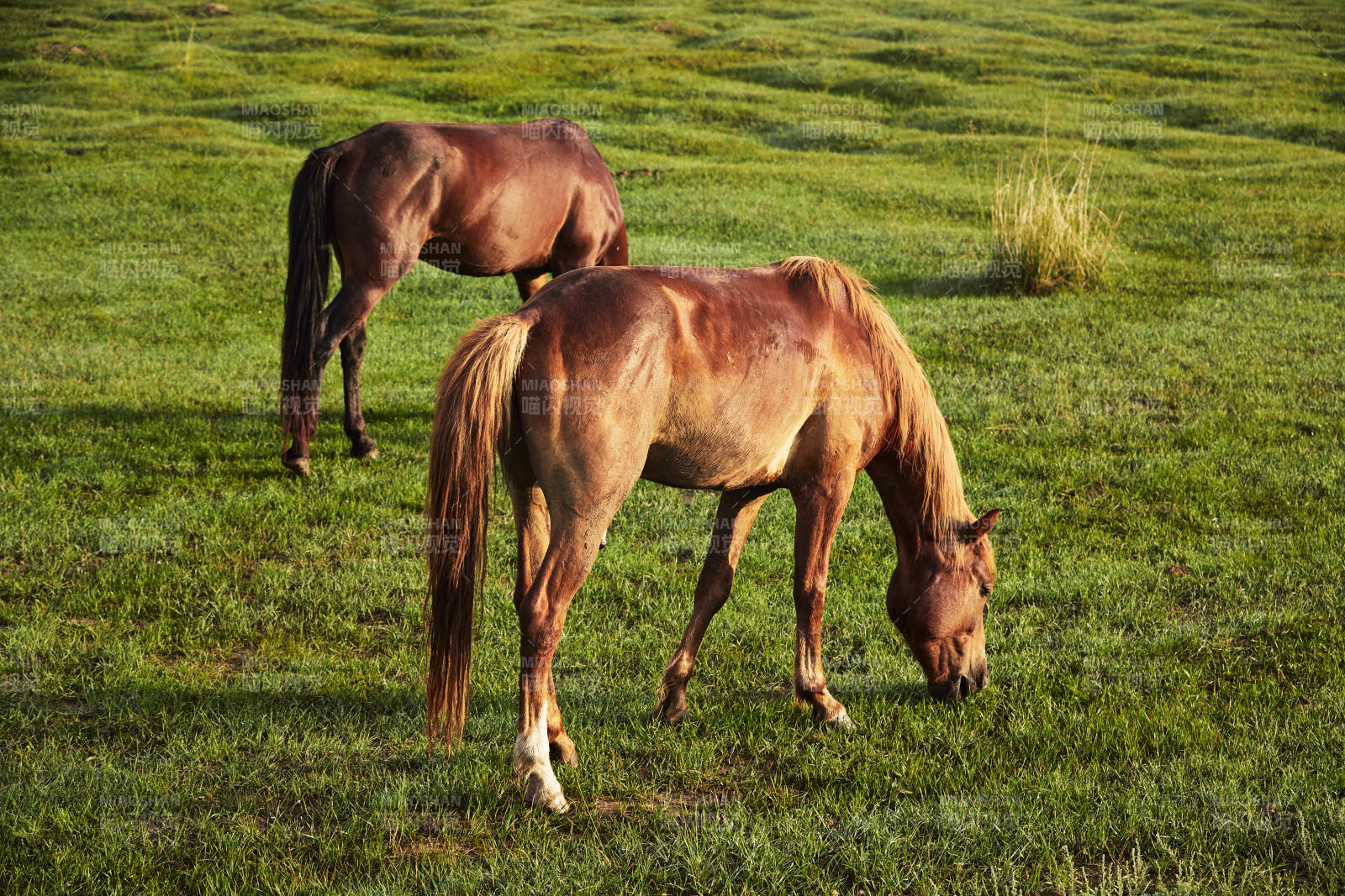 河北省沽源县库伦淖尔景区清晨的草原牧马图片