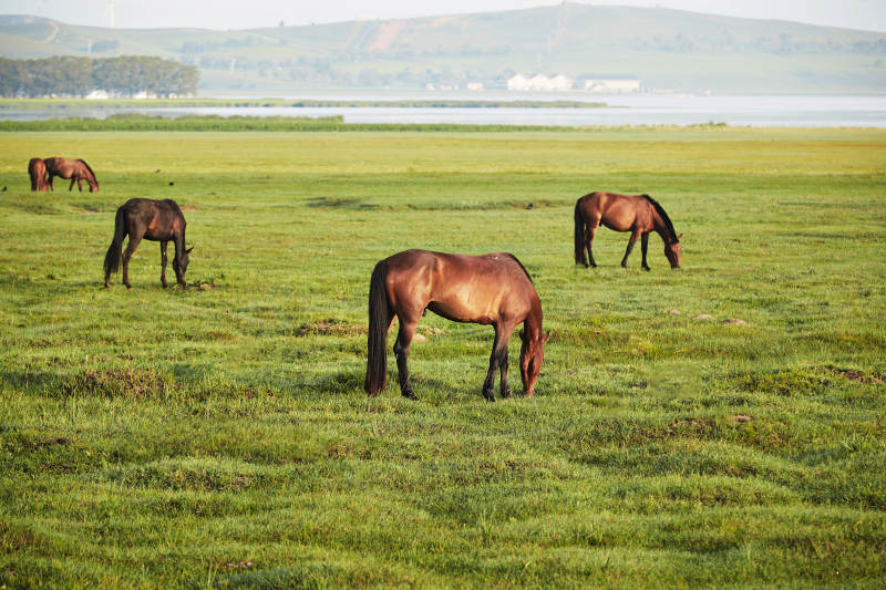 河北省沽源县库伦淖尔景区清晨的草原牧马图片