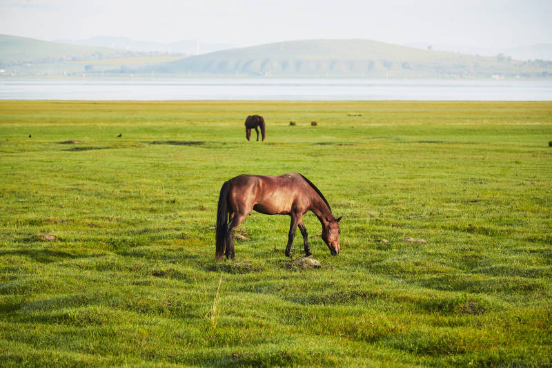 河北省沽源县库伦淖尔景区清晨的草原牧马图片