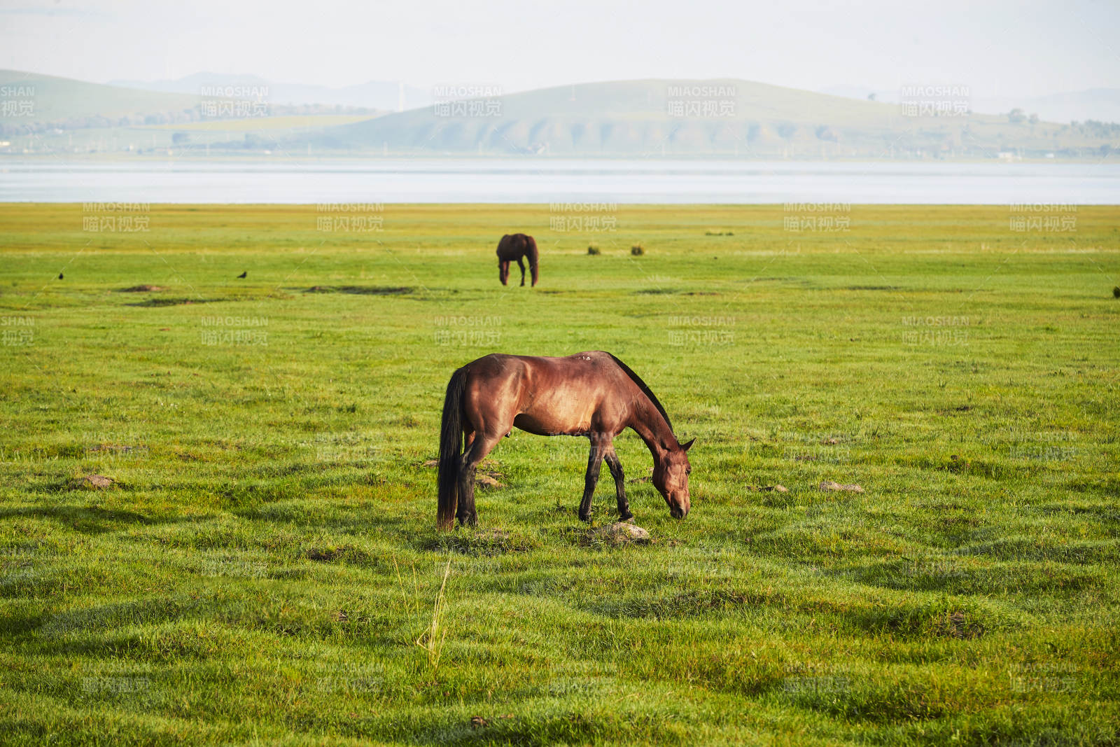 河北省沽源县库伦淖尔景区清晨的草原牧马图片