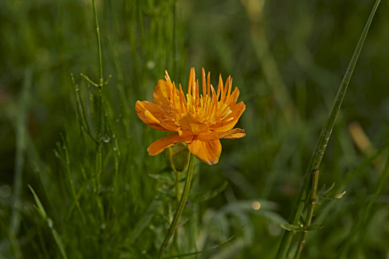 草原上盛开的金莲花图片