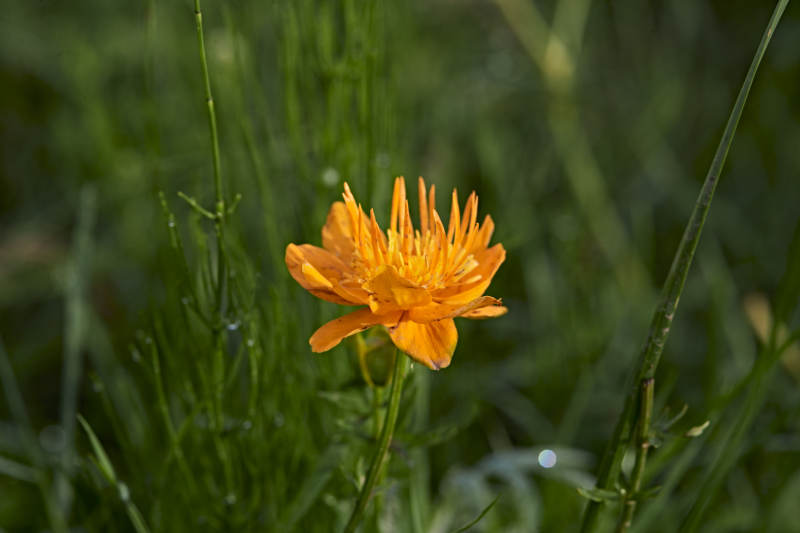 草原上盛开的金莲花图片