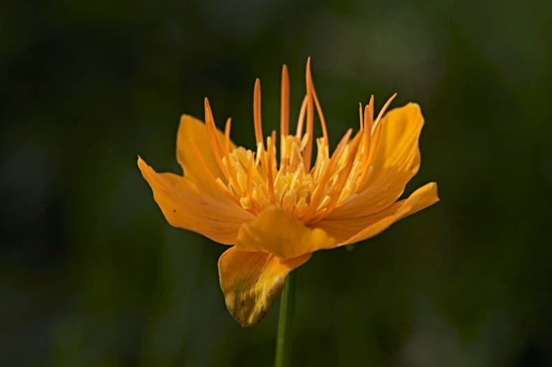 草原上盛开的金莲花图片