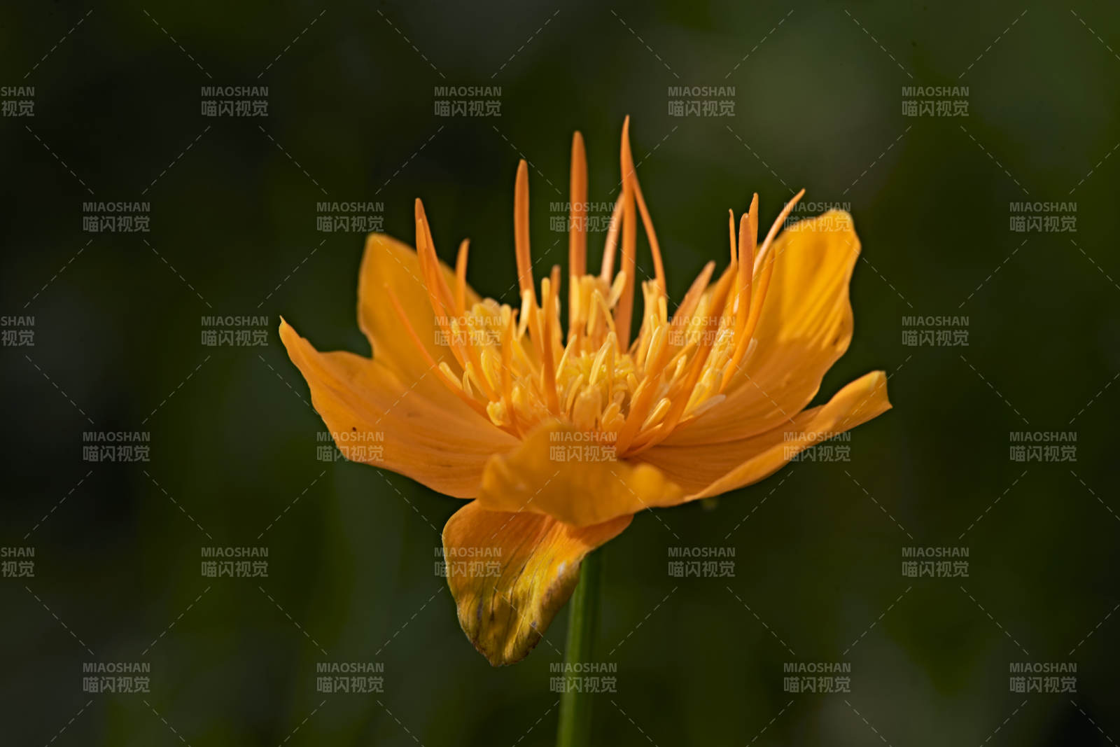 草原上盛开的金莲花图片