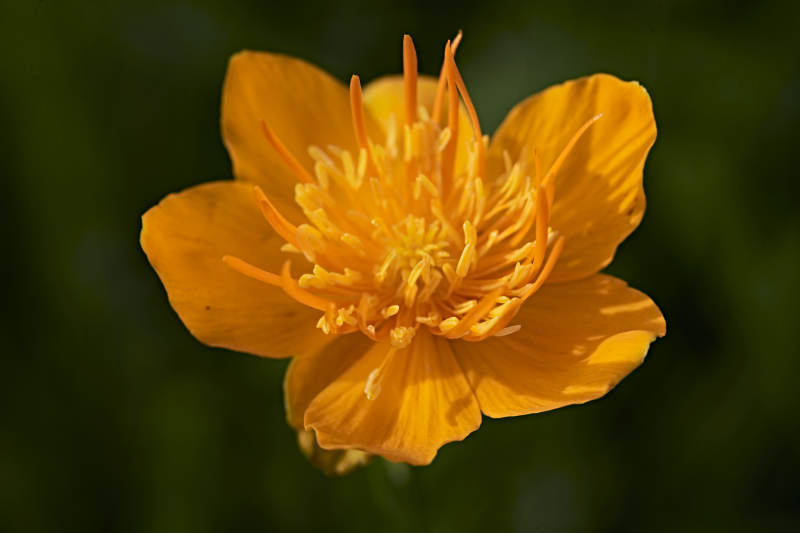 草原上盛开的金莲花图片