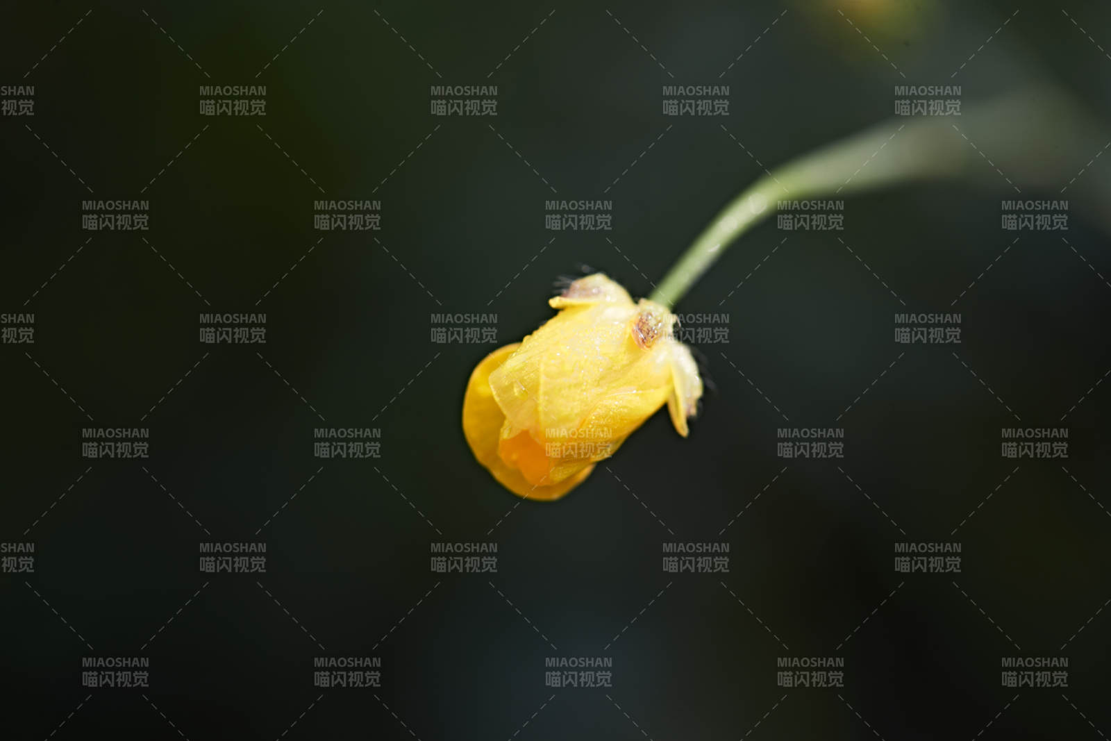 盛夏坝上草原绽放盛开的野花微距摄影图片