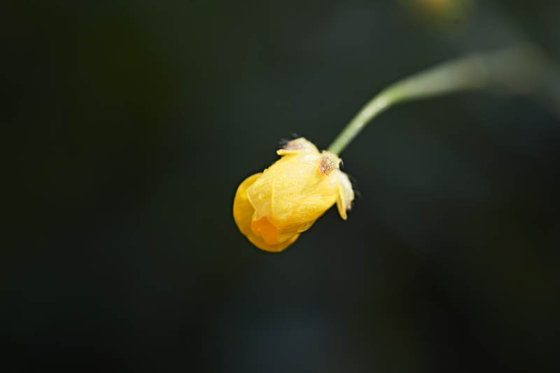盛夏坝上草原绽放盛开的野花微距摄影图片
