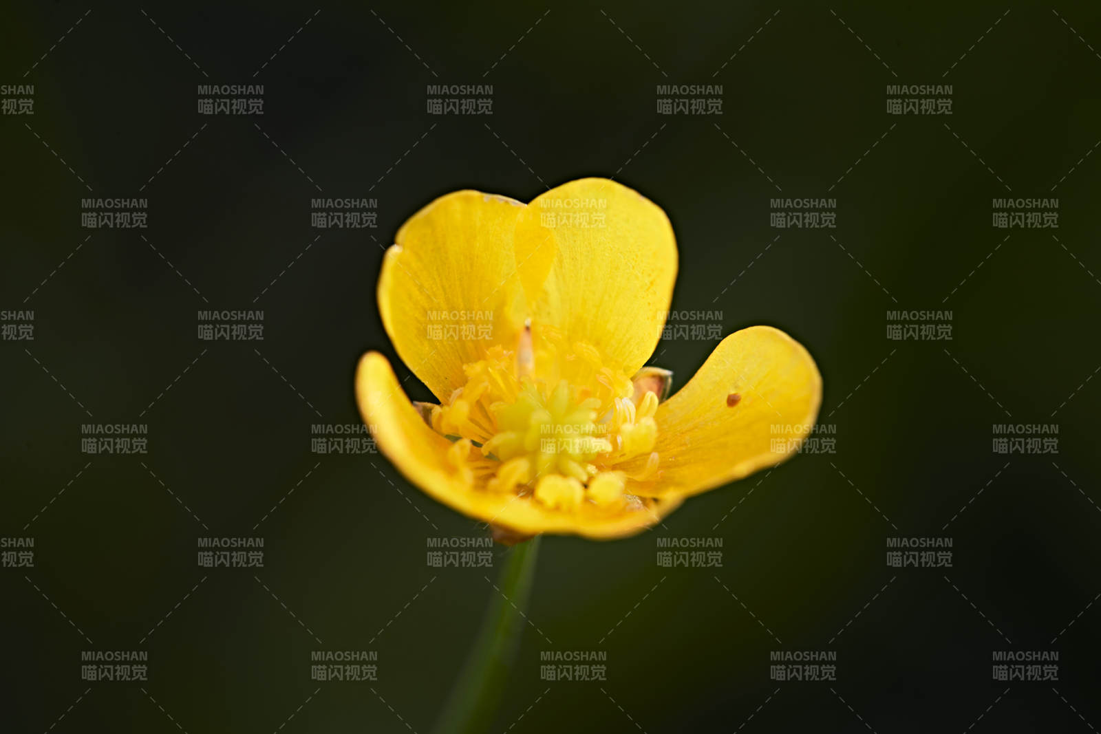 盛夏坝上草原绽放盛开的野花微距摄影图片