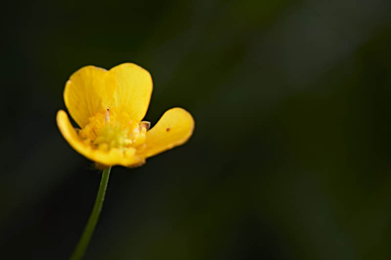 盛夏坝上草原绽放盛开的野花微距摄影图片