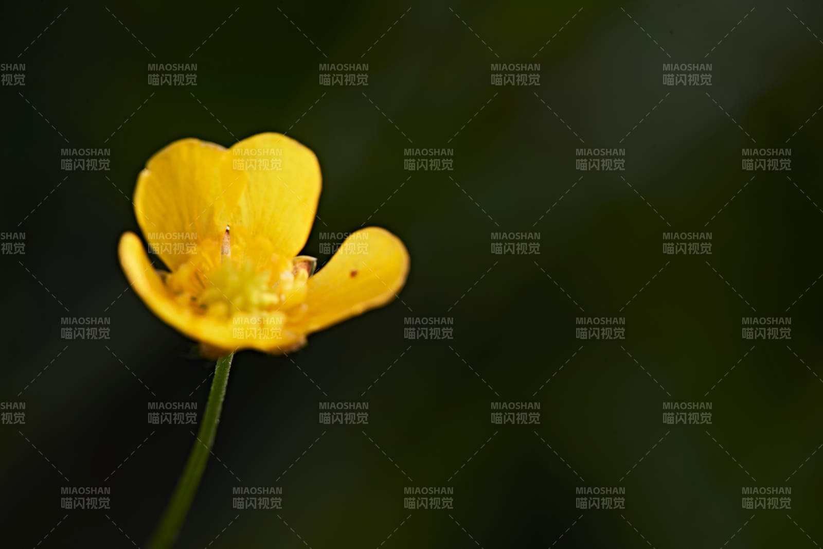 盛夏坝上草原绽放盛开的野花微距摄影图片