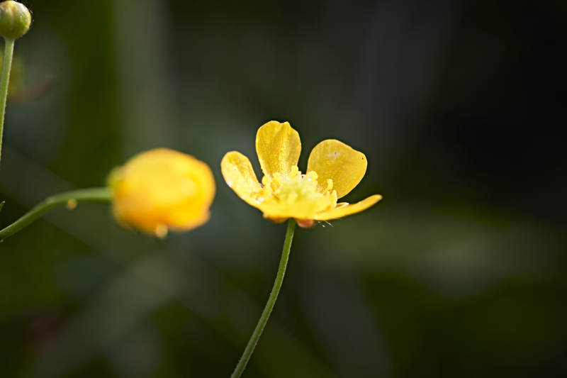 盛夏坝上草原绽放盛开的野花微距摄影图片