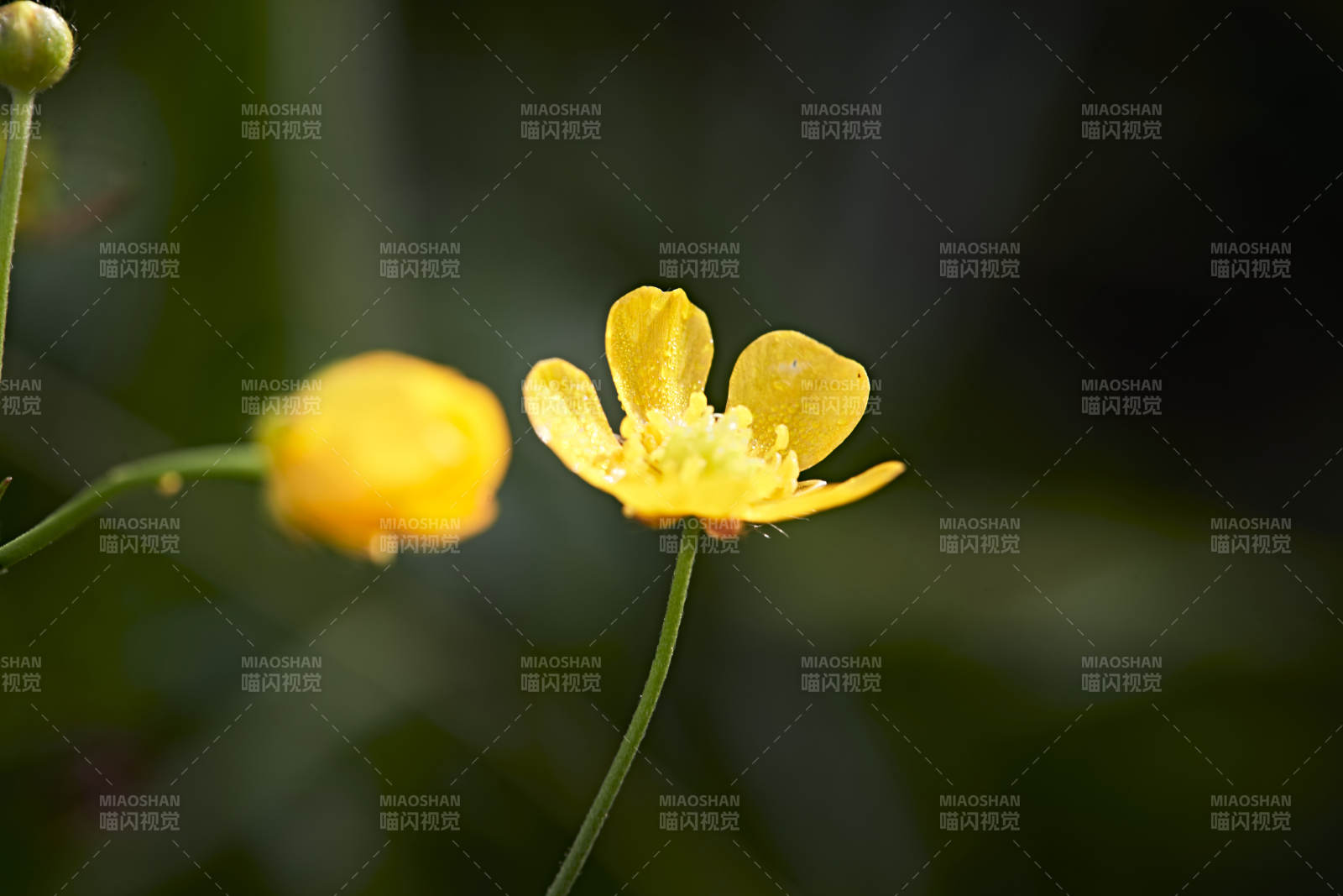 盛夏坝上草原绽放盛开的野花微距摄影图片