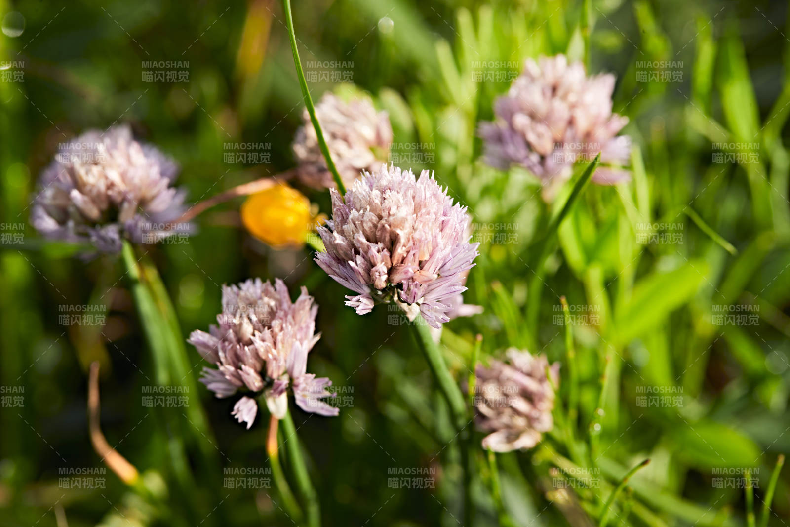 盛夏坝上草原绽放盛开的野花微距摄影图片