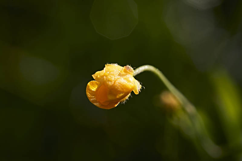 盛夏坝上草原绽放盛开的野花微距摄影图片