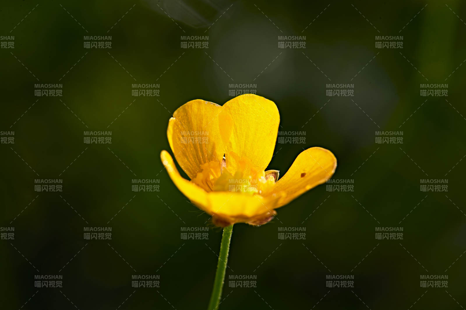 盛夏坝上草原绽放盛开的野花微距摄影图片