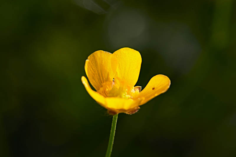 盛夏坝上草原绽放盛开的野花微距摄影图片