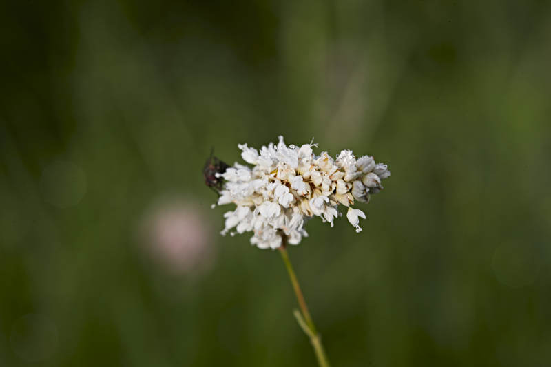 盛夏坝上草原绽放盛开的野花微距摄影图片