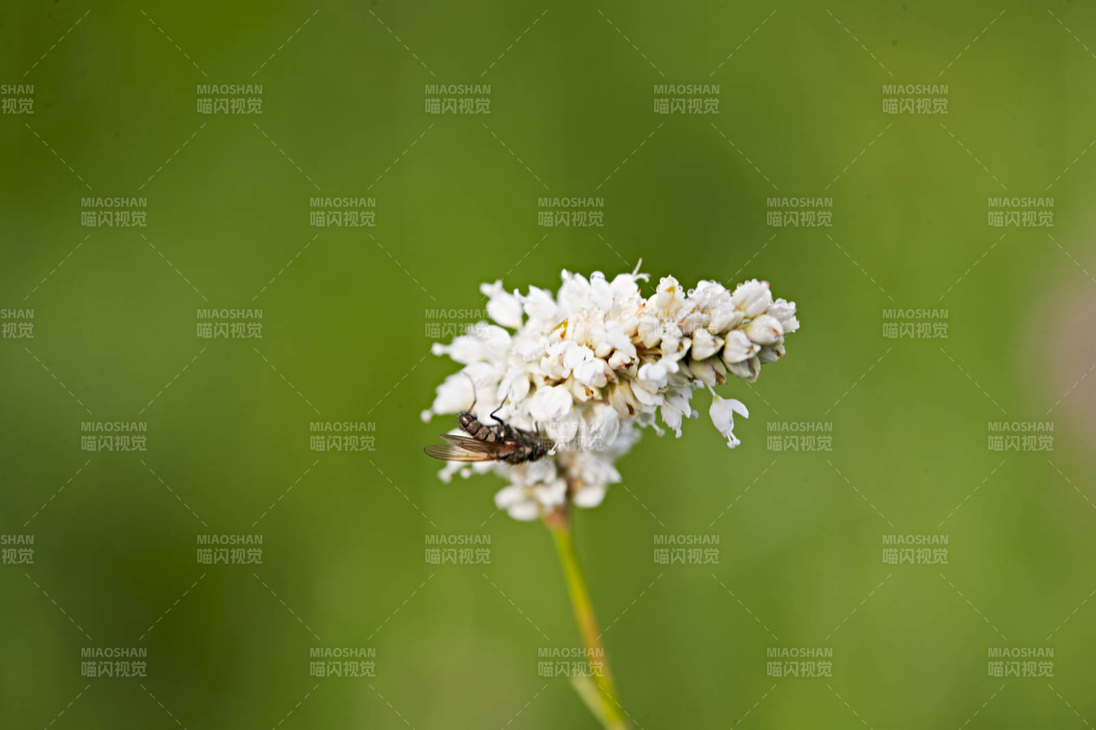 盛夏坝上草原绽放盛开的野花与昆虫图片