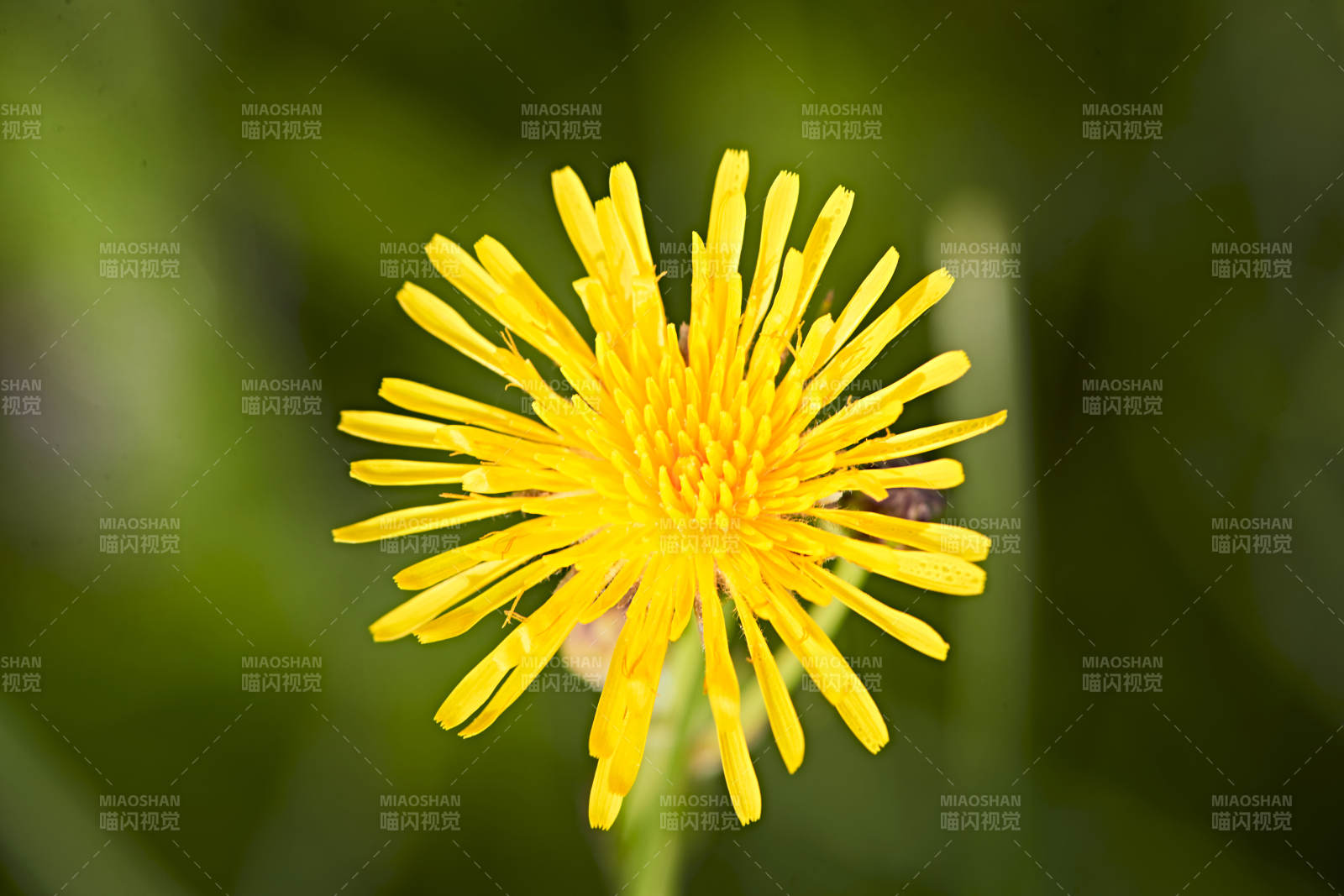 盛夏坝上草原绽放盛开的野花微距摄影图片