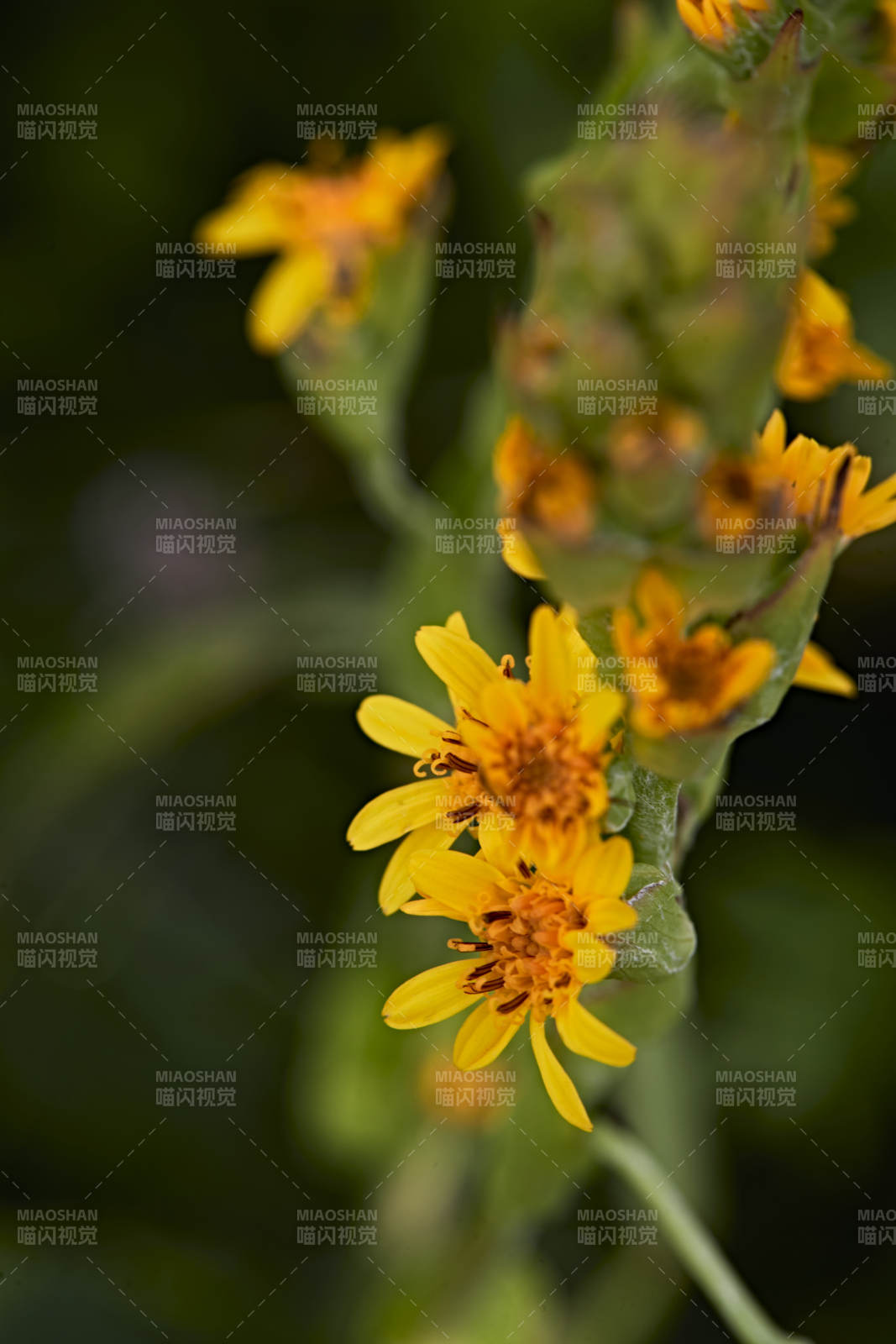 盛夏坝上草原绽放盛开的野花微距摄影图片