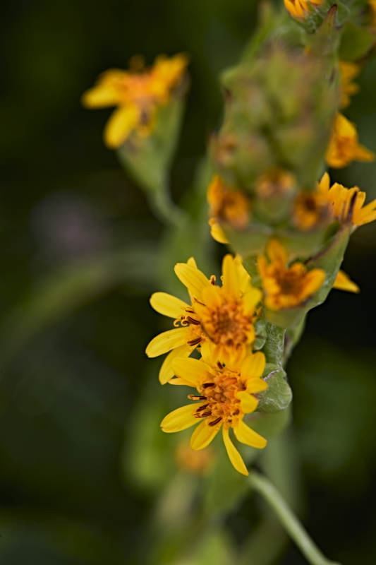 盛夏坝上草原绽放盛开的野花微距摄影图片