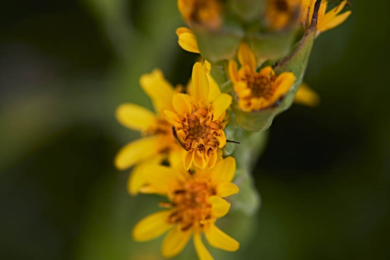 盛夏坝上草原绽放盛开的野花微距摄影图片